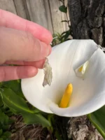 Handmade Resin Calla Lily Drop Earring - Image 5