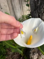 Handmade Resin Calla Lily Drop Earring - Image 4